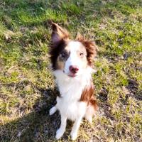 Yoshi - Border Collie