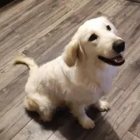 Bella (Magia) - Golden Retriever