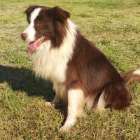 Chuck (Niko) - Border Collie