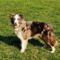 Lusi - Border Collie