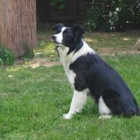 Gala (Lexi) - Border Collie